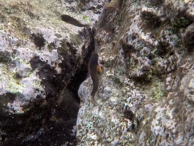 Redlipped Blenny (2