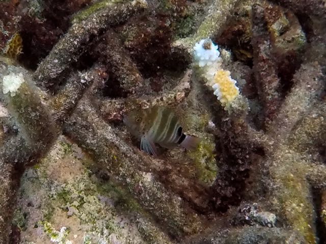 Redspotted Hawkfish (2