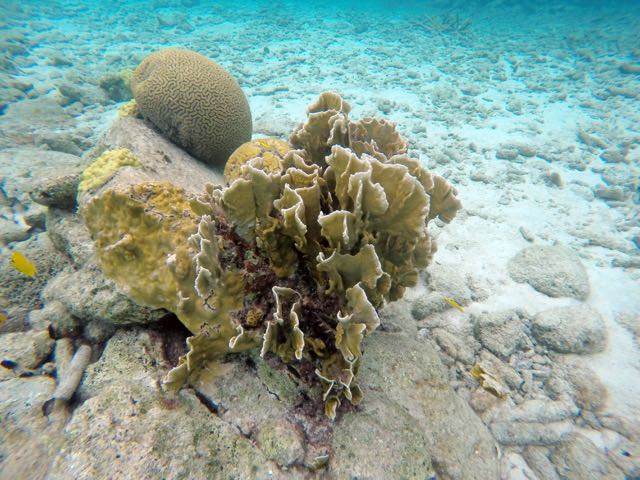 Blade Fire Coral