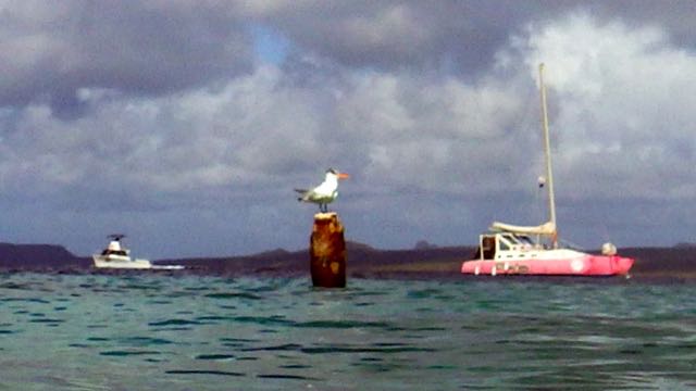 Royal tern