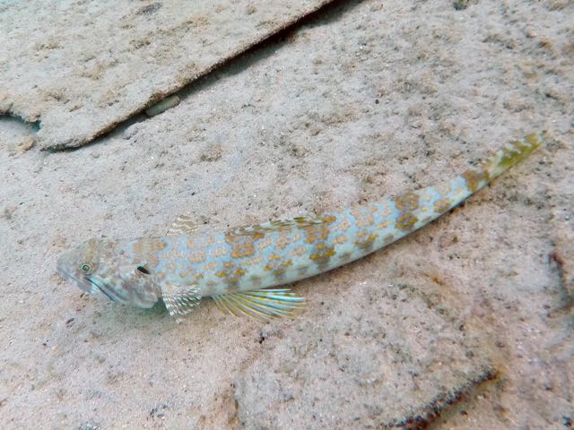 Sand Diver (12