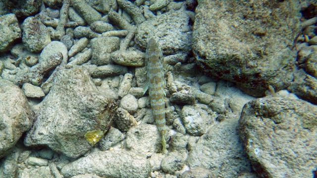 Sand Diver (18