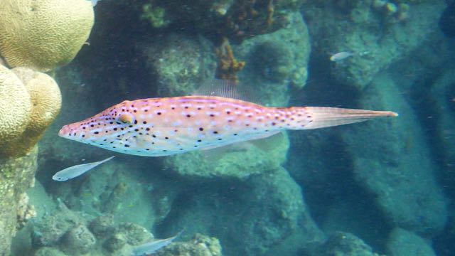 Scrawled Filefish (15