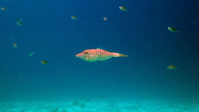 Scrawled Filefish (18