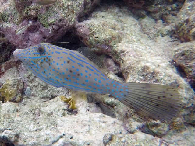 Scrawled Filefish (18