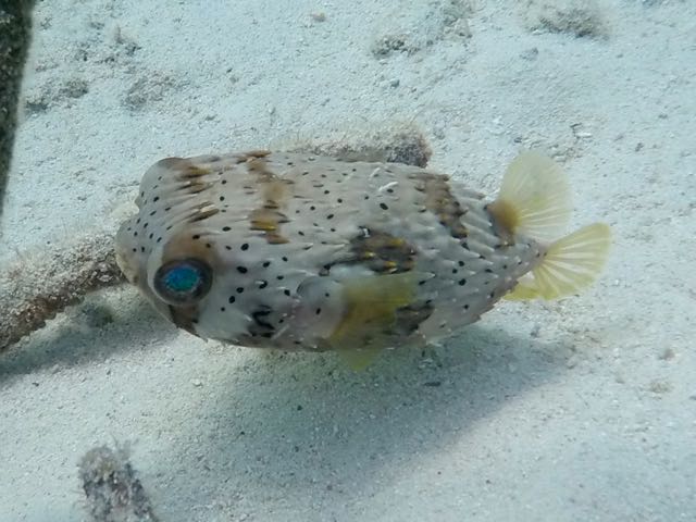 Balloonfish (10