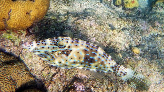 Scrawled Filefish (20