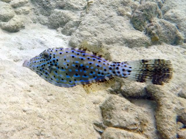 Scrawled Filefish (24
