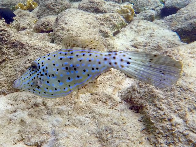 Scrawled Filefish (24