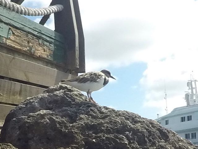 Semipalmated Plover