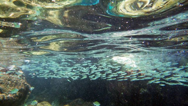 Silversides (2