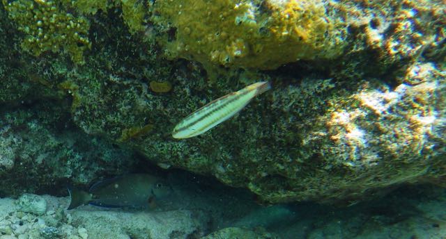 Slippery Dick Wrasse (6