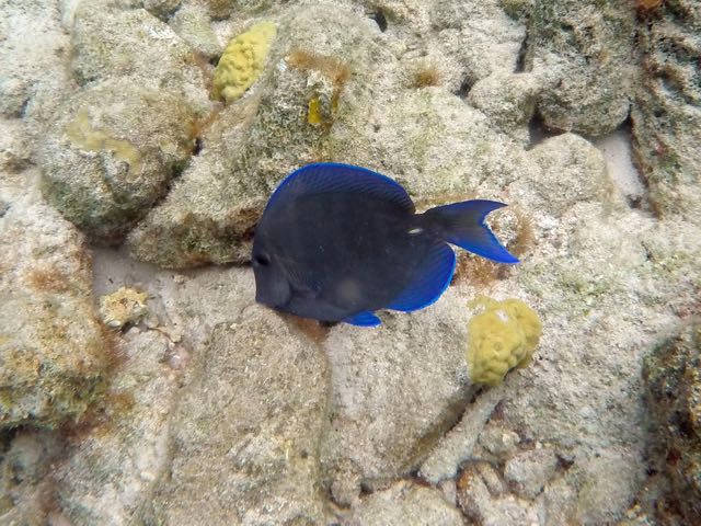 Blue Tang (6