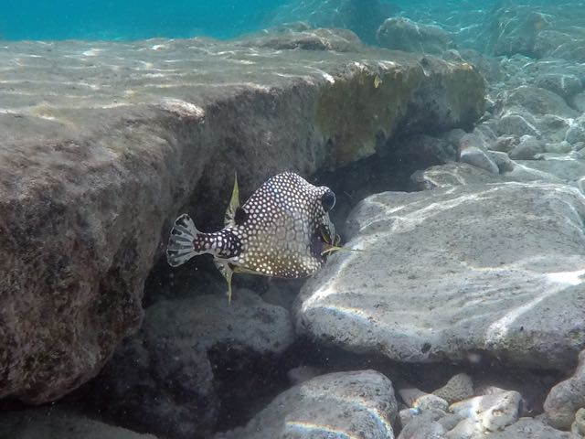 Smooth Trunkfish (6