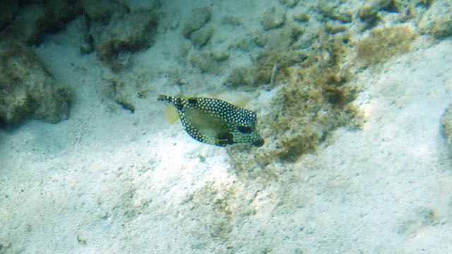 Smooth Trunkfish (8