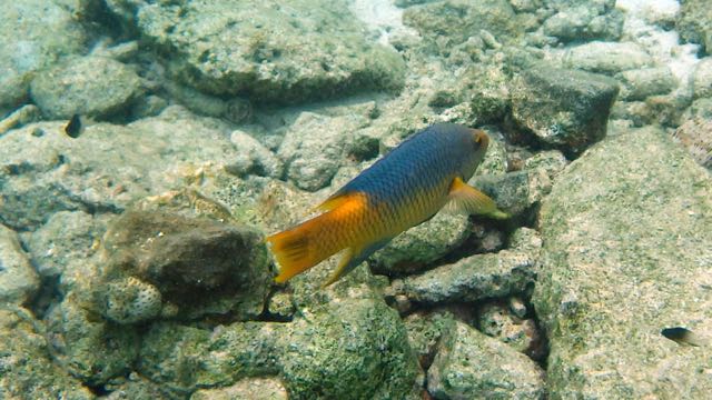 Spanish Hogfish (10