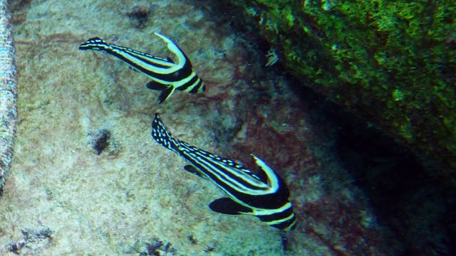 Spotted Drum (5