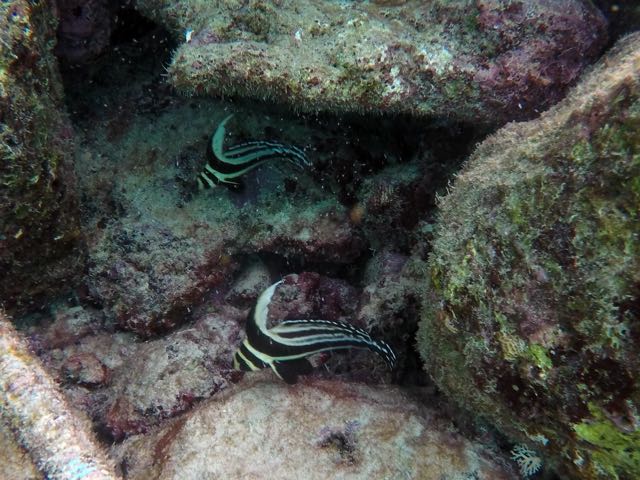 Spotted Drum (6