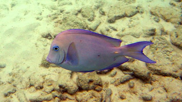 Blue Tang (6