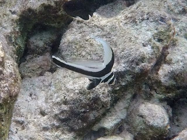 Spotted Drum Juvenile (1.5