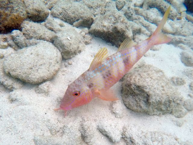 Spotted Goatfish (8