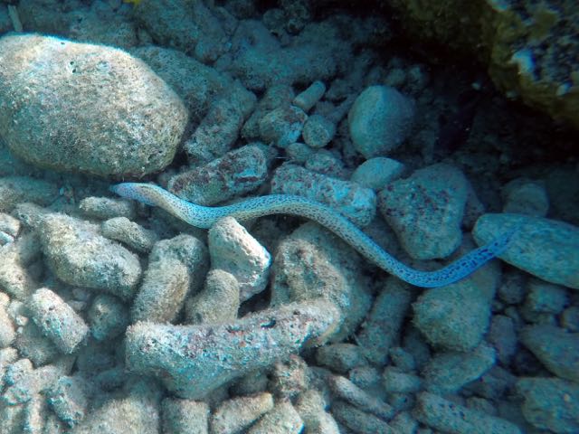 Spotted Moray Eel (12