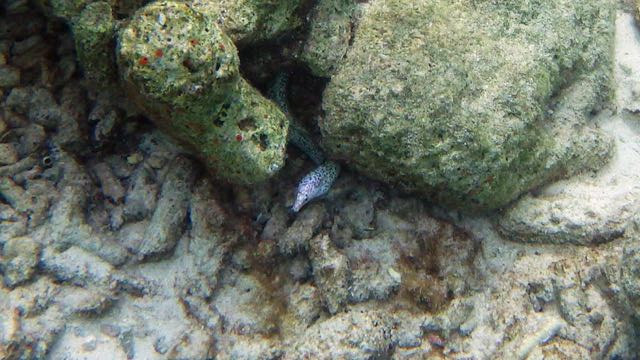 Spotted Moray Eel (24