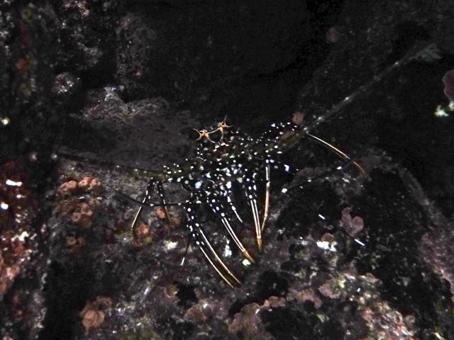 Spotted Spiney Lobster