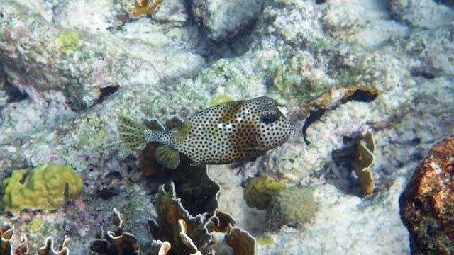 Spotted Trunkfish (8
