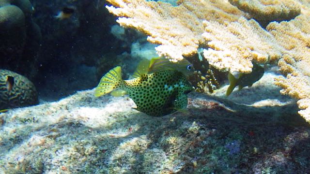 Spotted Trunkfish (10