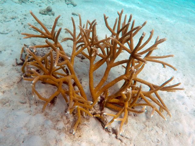 Staghorn Coral