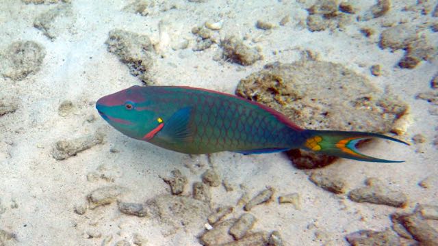 Stoplight Parrotfish (12