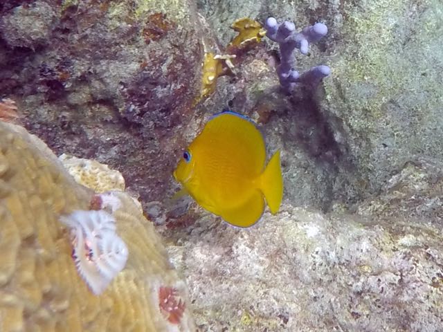 Blue Tang Juvenile (1