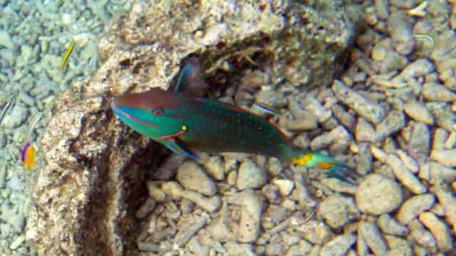 Stoplight PArrotfish (18