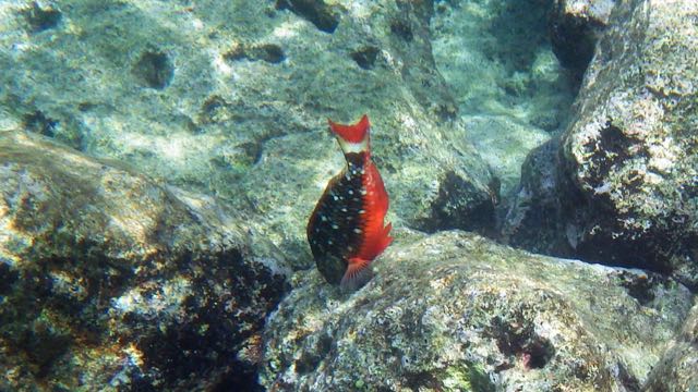 Stoplight Parrotfish Initial Phase (8