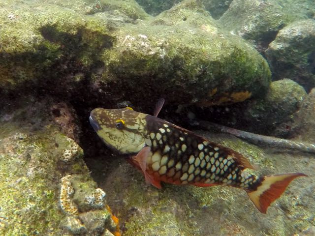 Stoplight Parrotfish Initial Phase (8