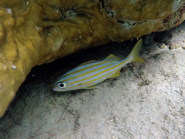 Striped Grunt (8