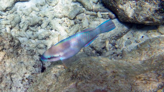 Striped Parrotfish (9