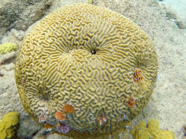 Symetrical Brain Coral