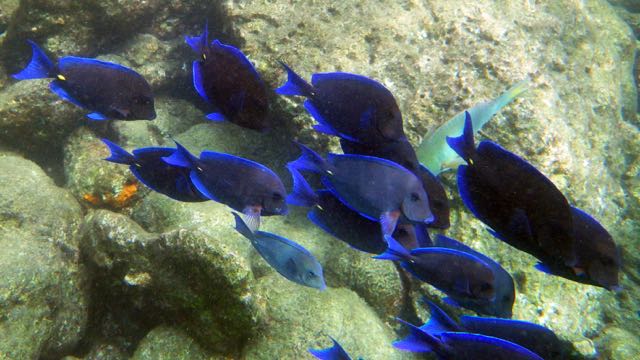 Blue Tang School