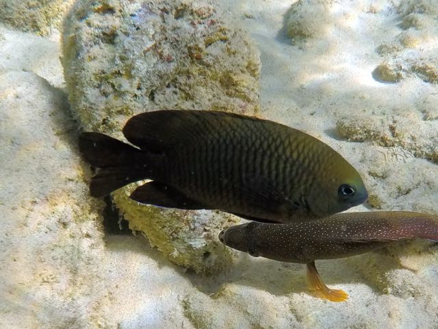 Threespot Damselfish