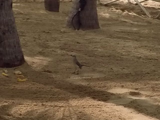 Tropical Mockingbird