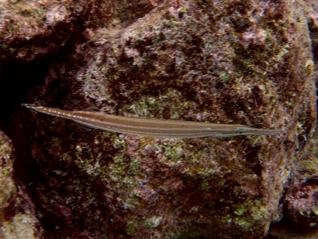 Trumpetfish (12