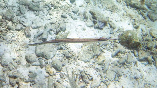 Trumpetfish (18