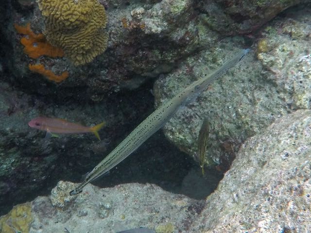 Trumpetfish (18