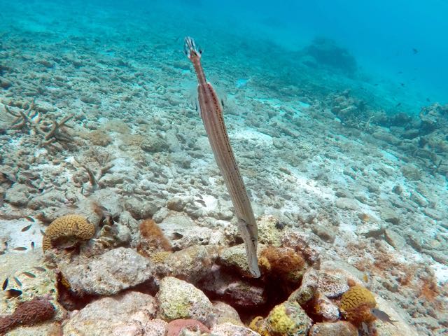 Trumpetfish (18