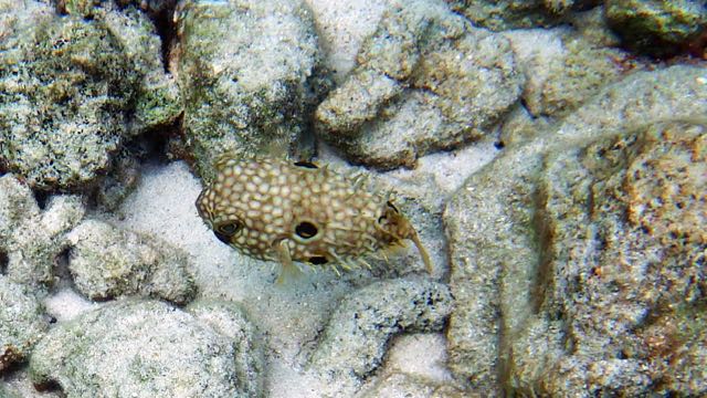 Web Burrfish (6