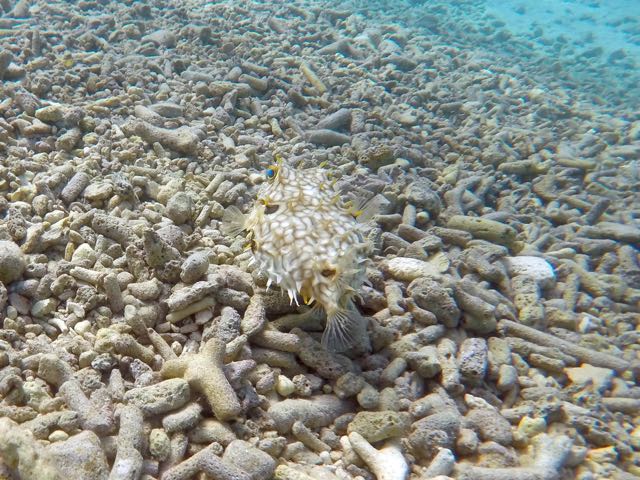 Webbed Burrfish (6