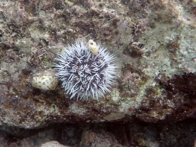 West Indian Sea Egg