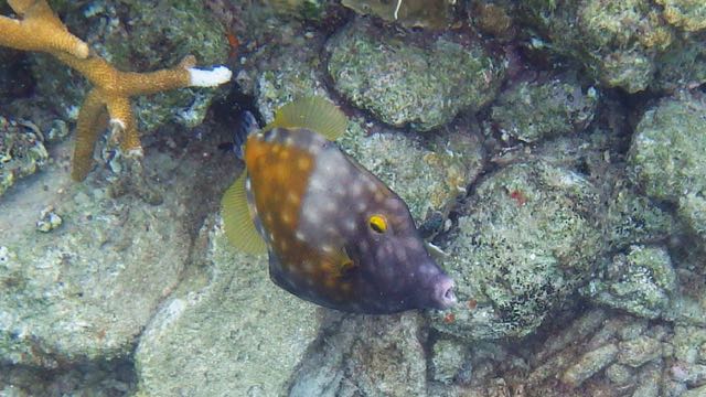 Whitespotted Filefish (10